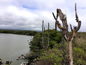 cactus landscape.JPG